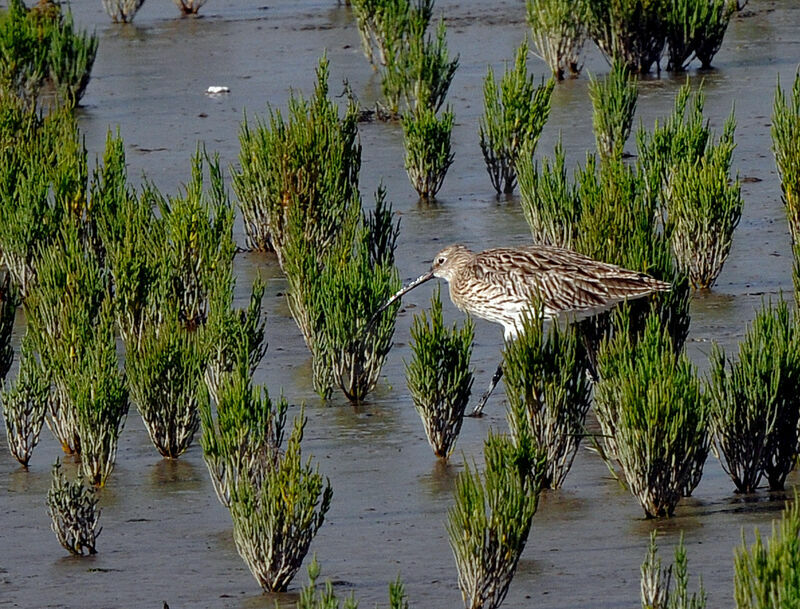 Eurasian Curlew