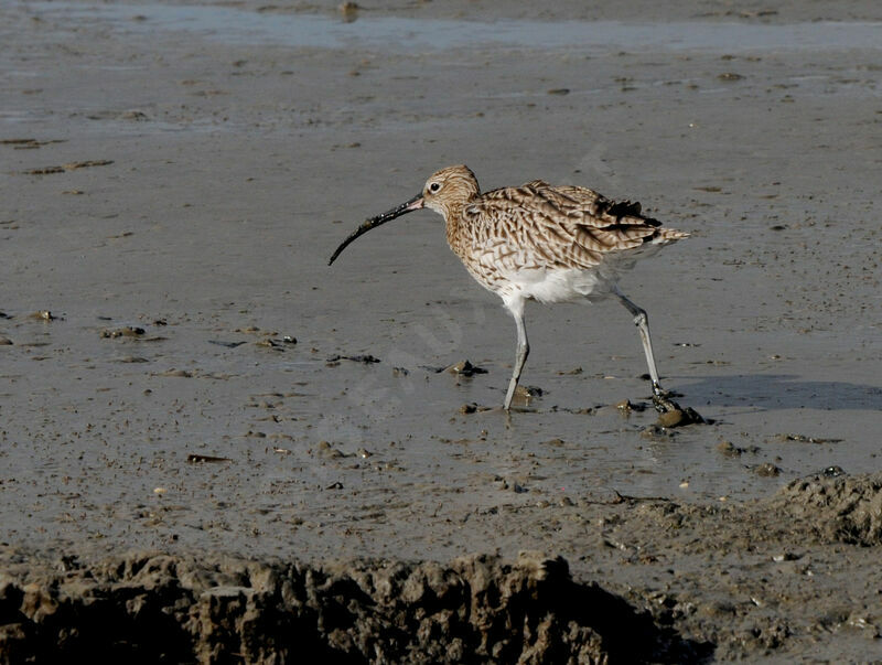 Eurasian Curlew