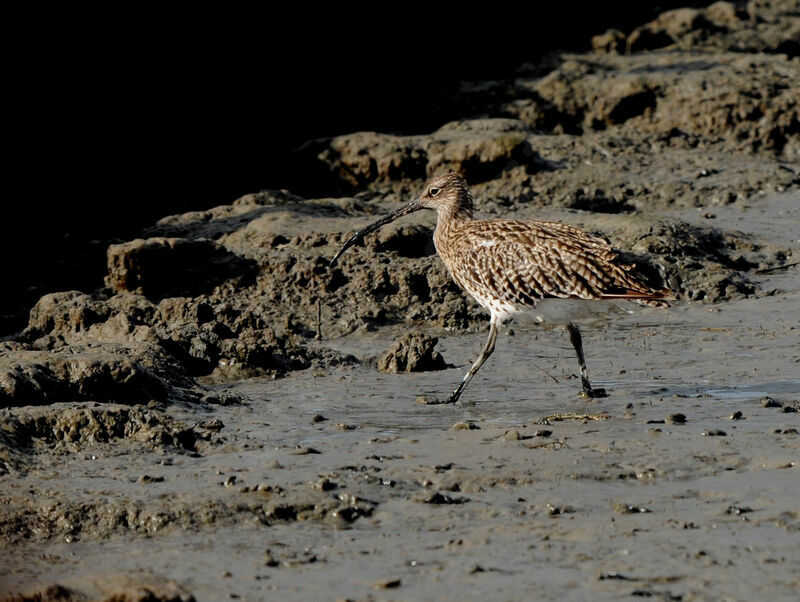 Eurasian Curlew