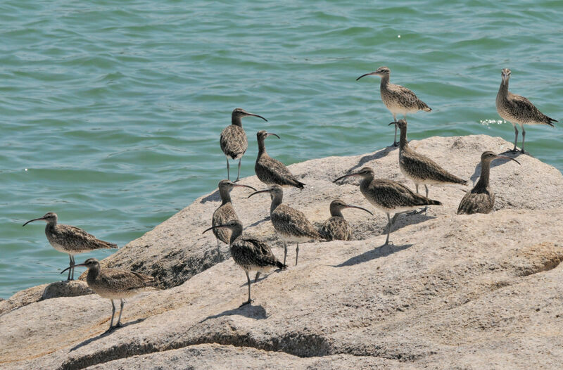 Eurasian Whimbrel