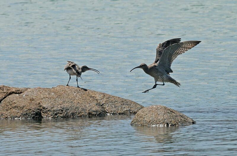 Eurasian Whimbrel