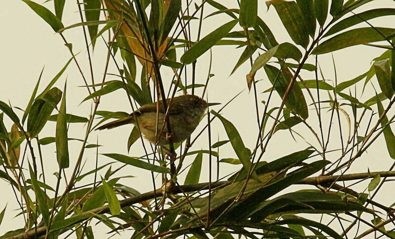 Mountain Tailorbird