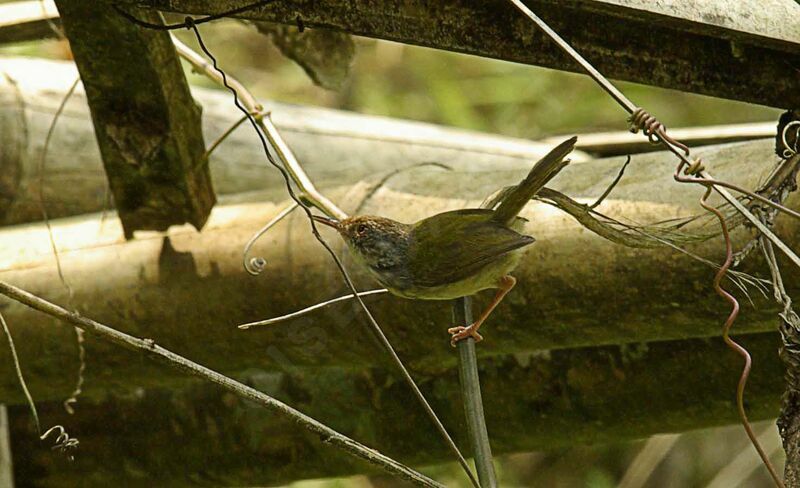 Mountain Tailorbird