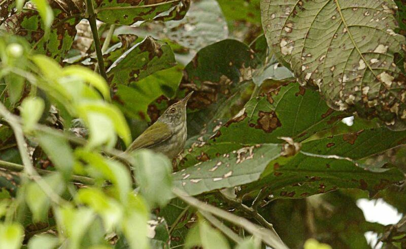 Mountain Tailorbird