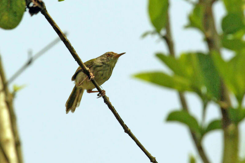 Mountain Tailorbird