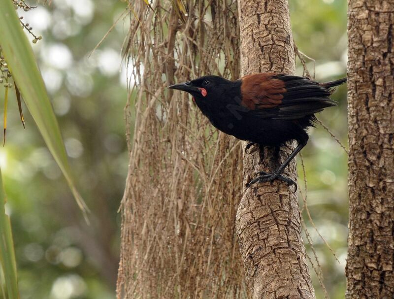 North Island Saddleback