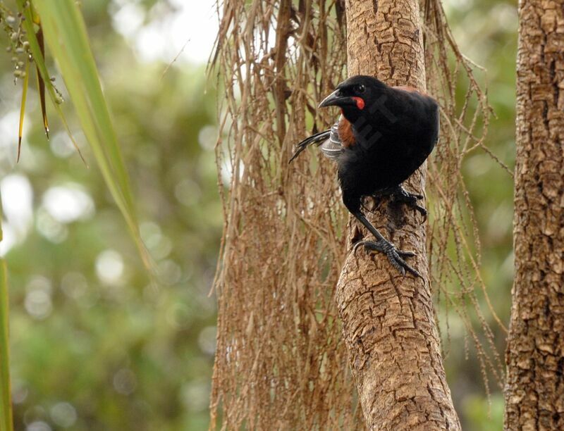 North Island Saddleback