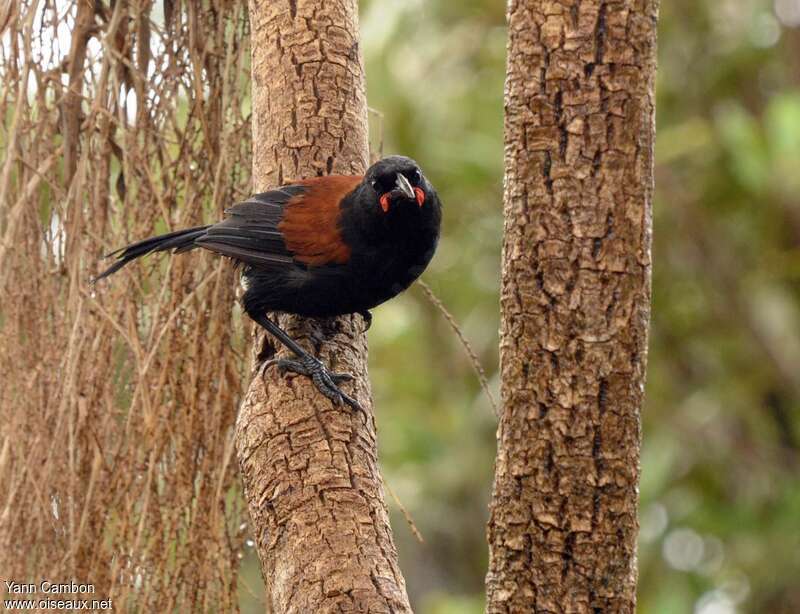 North Island Saddlebackadult, identification