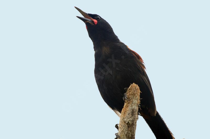 North Island Saddleback