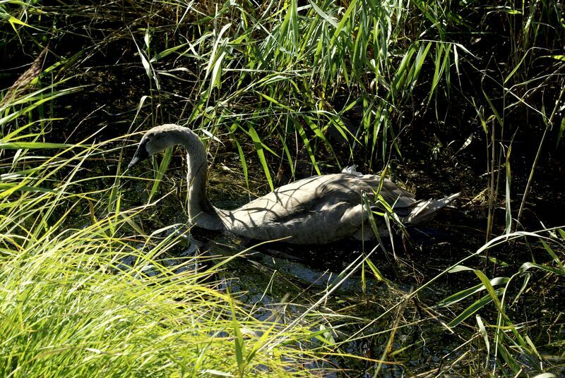 Cygne tuberculé1ère année