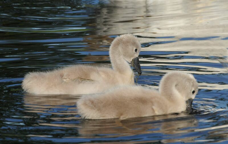 Cygne tuberculéjuvénile