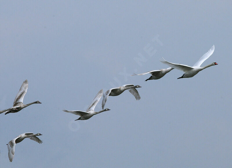 Mute Swan