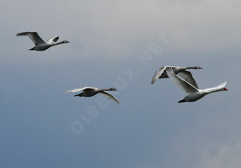 Mute Swan