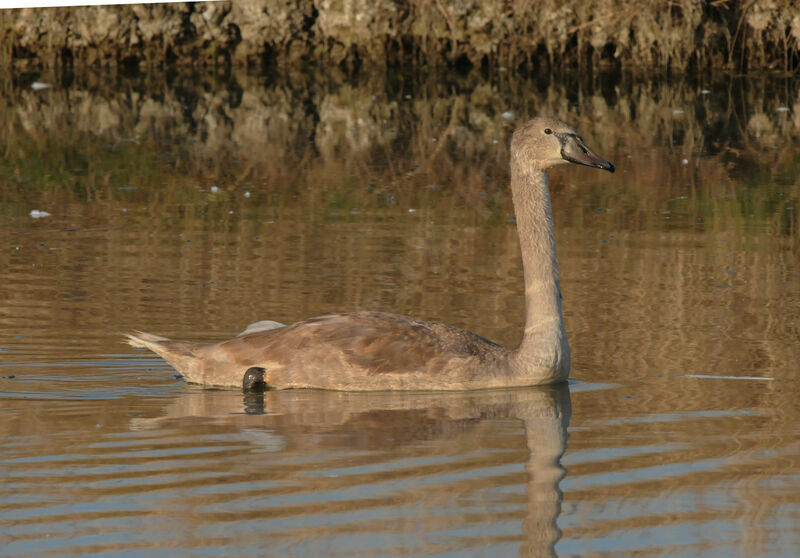 Cygne tuberculé