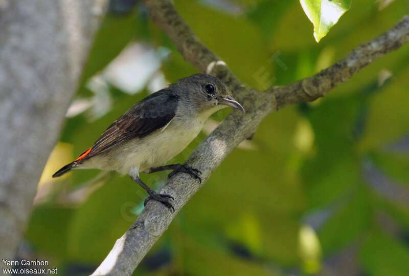 Scarlet-backed Flowerpecker female adult, identification, Reproduction-nesting