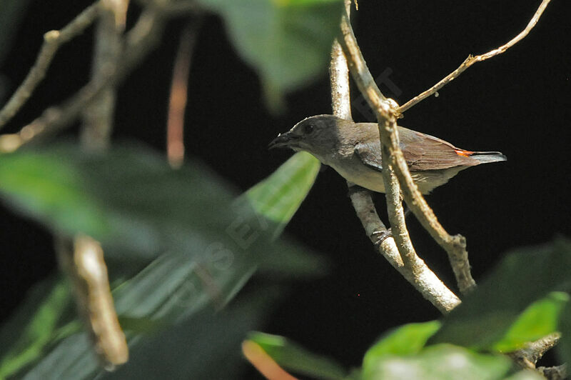 Scarlet-backed Flowerpecker