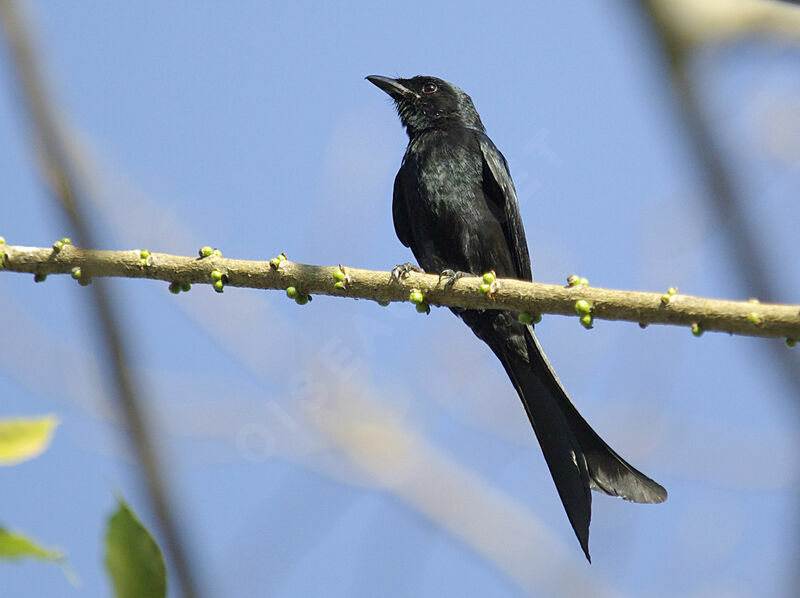 Drongo royal