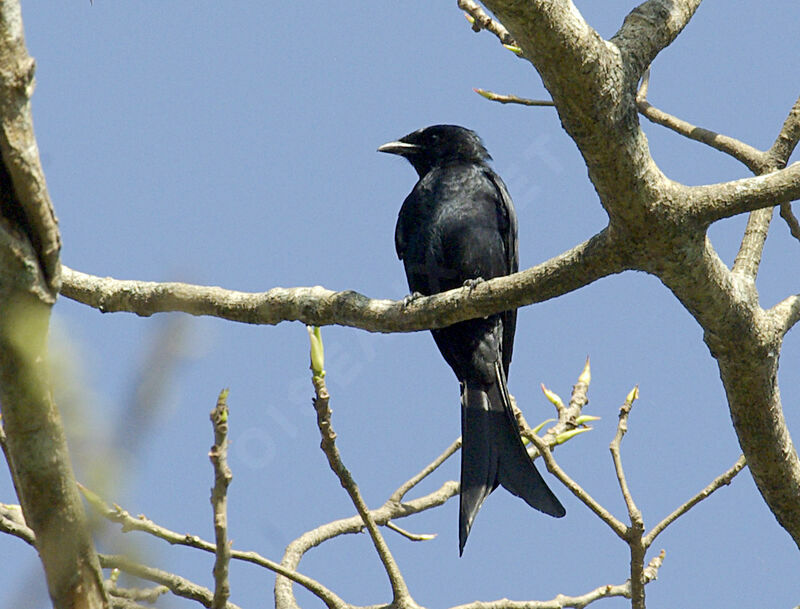 Drongo royal