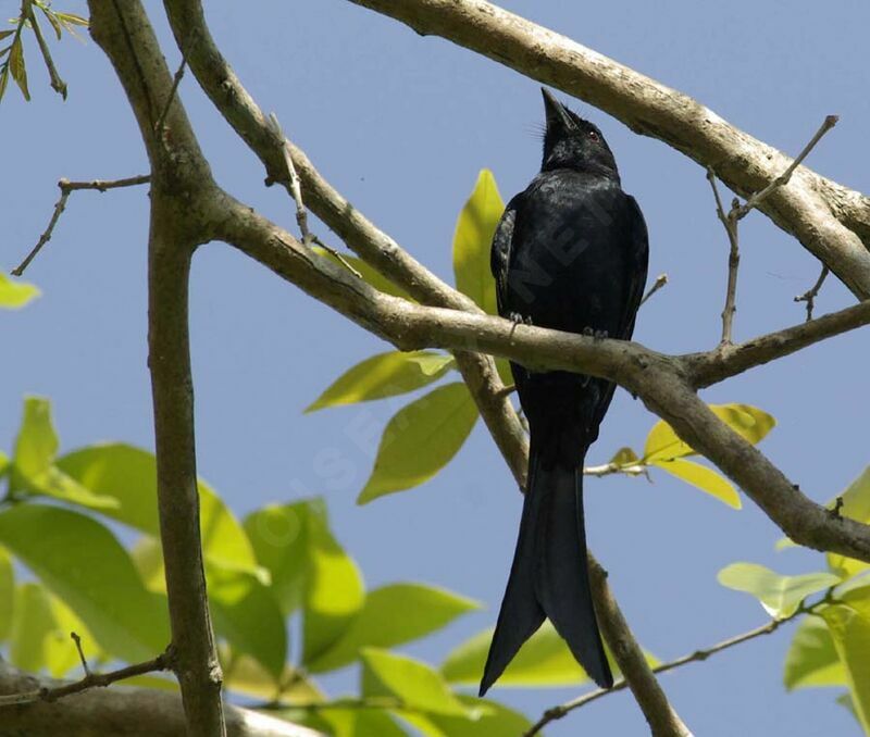 Drongo royal