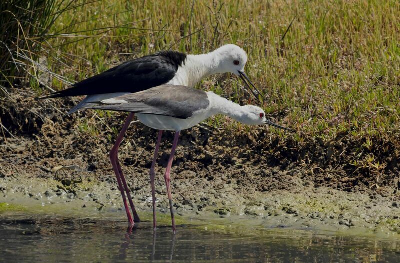 Black-winged Stilt 