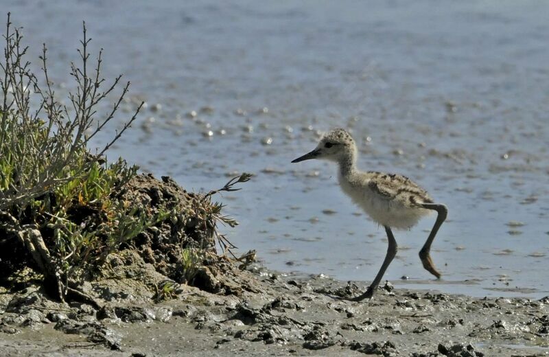 Black-winged Stiltjuvenile