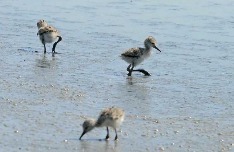 Black-winged Stiltjuvenile