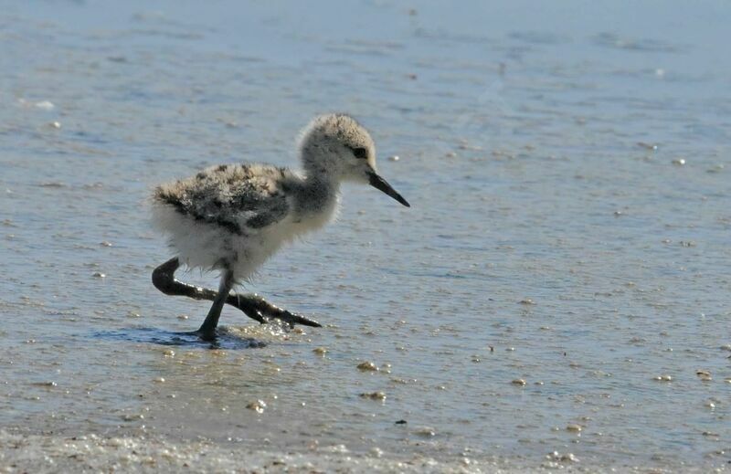 Black-winged Stiltjuvenile