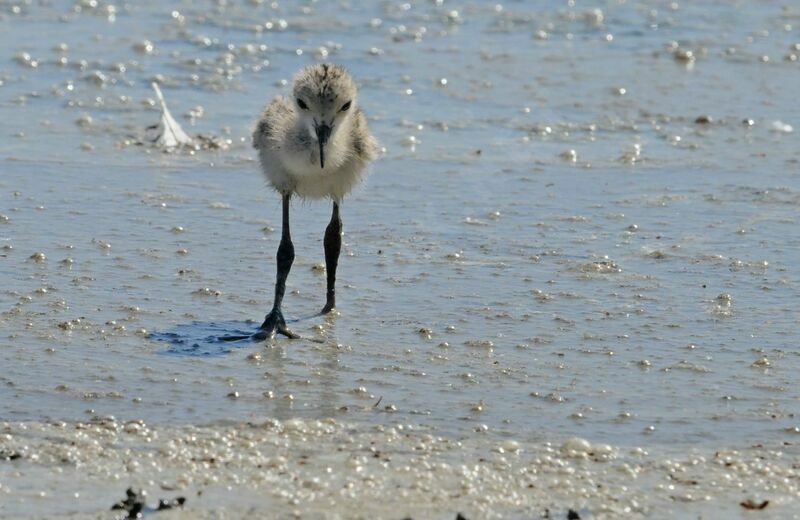 Black-winged Stiltimmature