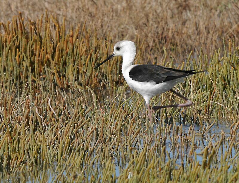 Pied Stilt