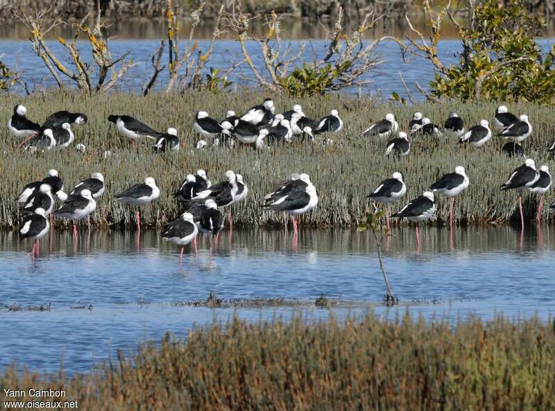 Pied Stilt, habitat, Behaviour