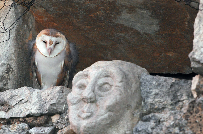 Western Barn Owljuvenile