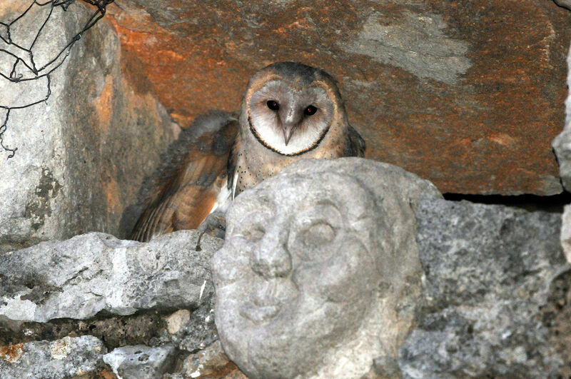 Western Barn Owl