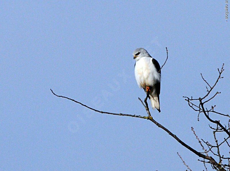 Black-winged Kiteadult