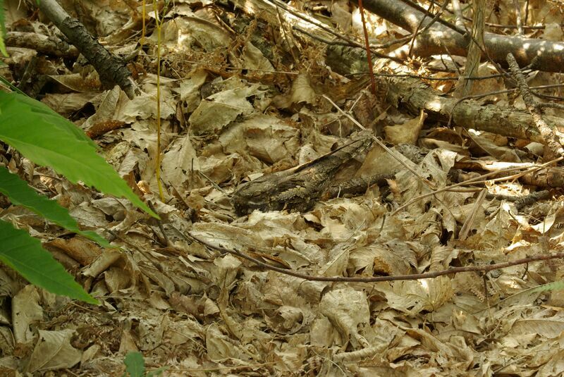 European Nightjar female adult breeding