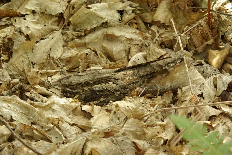 European Nightjar female adult breeding