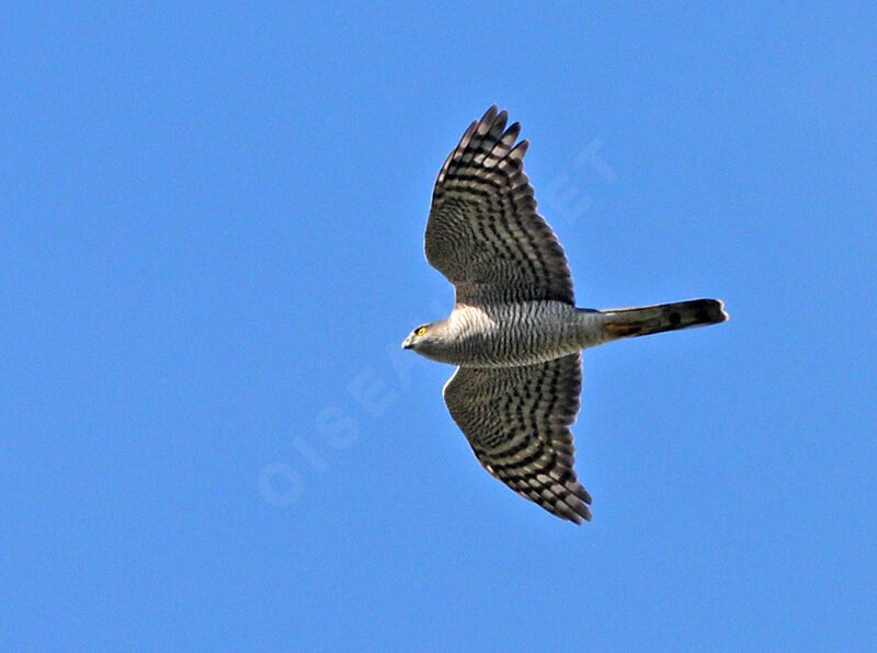 Eurasian Sparrowhawk female adult