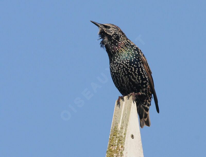 Common Starling