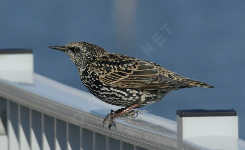 Common Starling