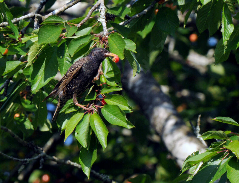 Common Starling