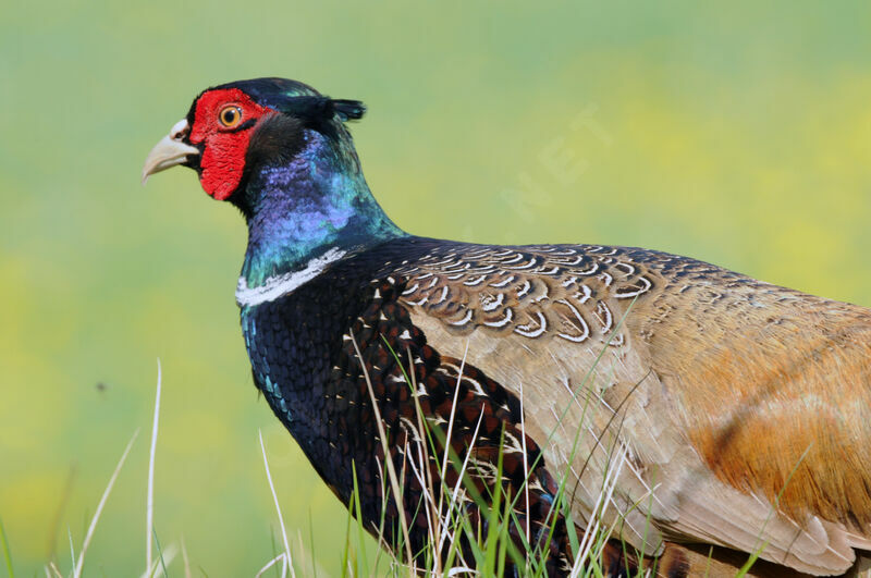 Common Pheasant