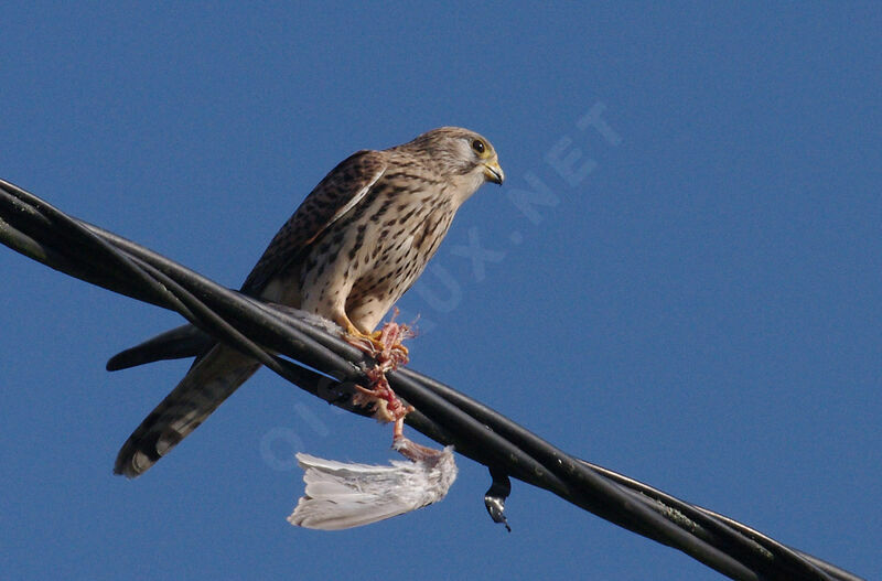 Common Kestrel female