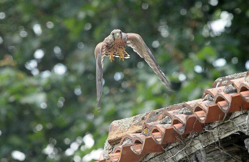 Common Kestrel female juvenile