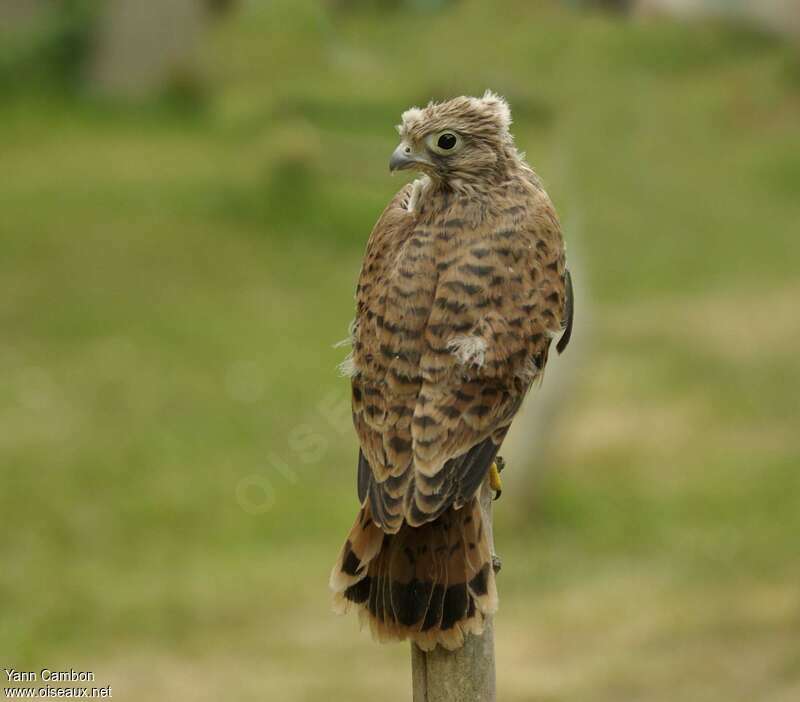 Common Kestrel male juvenile, identification