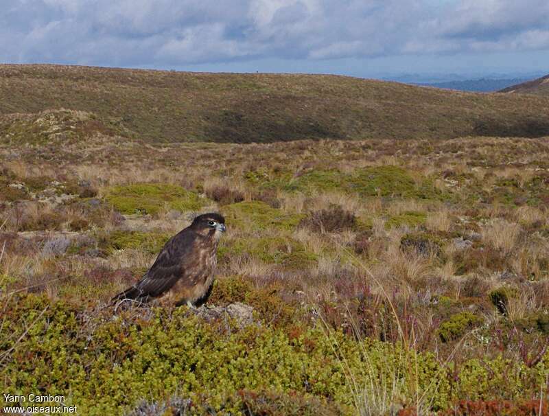 New Zealand Falcon