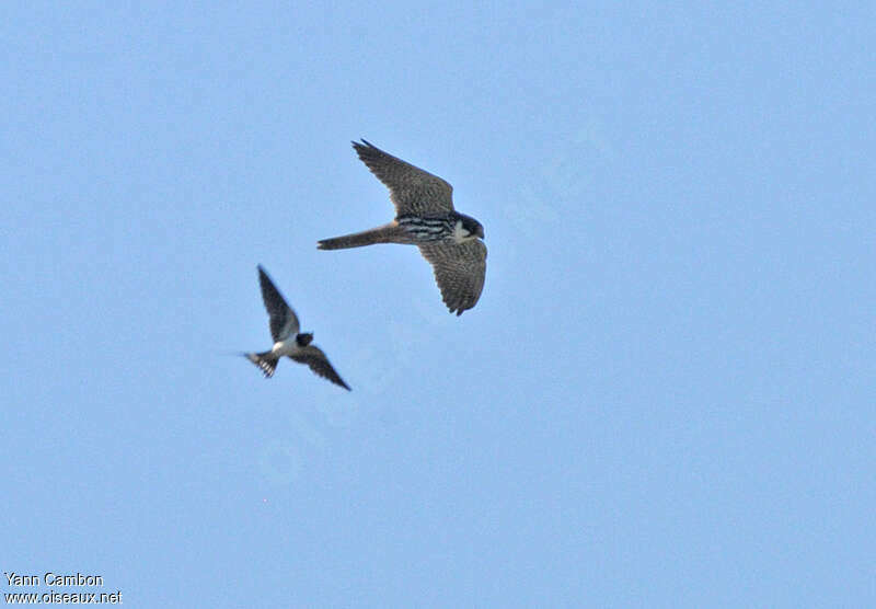 Eurasian Hobby female adult, fishing/hunting