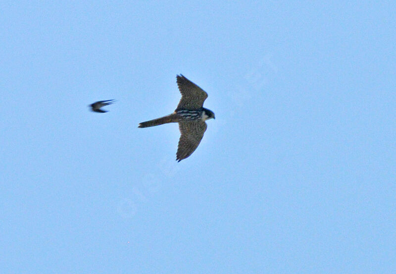 Eurasian Hobby female adult