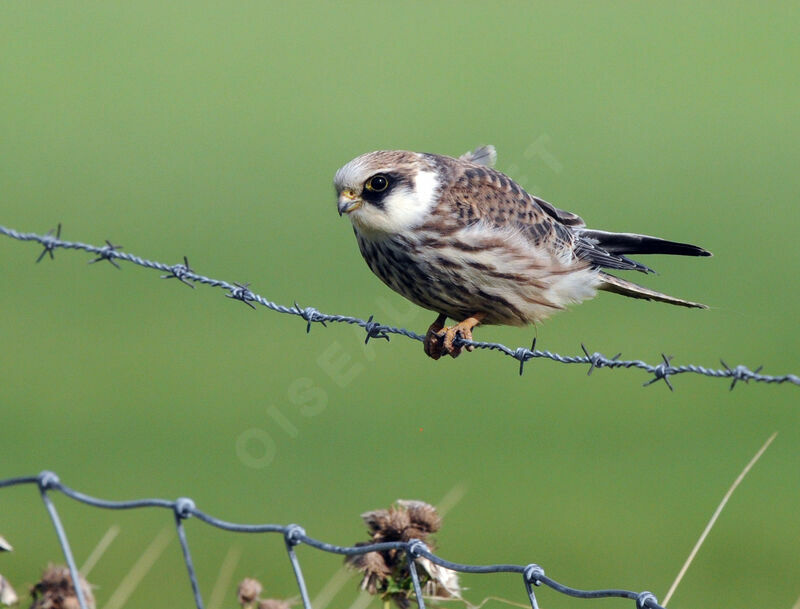 Red-footed Falconimmature