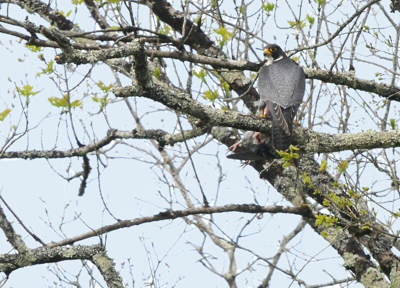 Peregrine Falcon