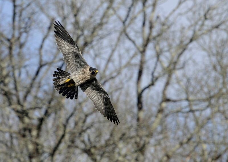 Peregrine Falcon female adult breeding