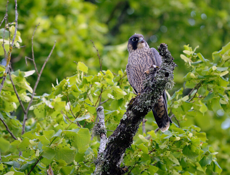 Peregrine Falcon male immature